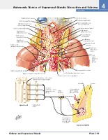 Frank H. Netter, MD - Atlas of Human Anatomy (6th ed ) 2014, page 356